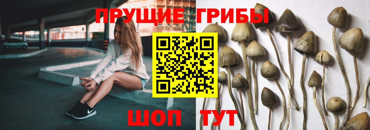 Елизово  как найти закладки  Вход с VPN  Псилоцибиновые грибы Psilocybine cubensis 